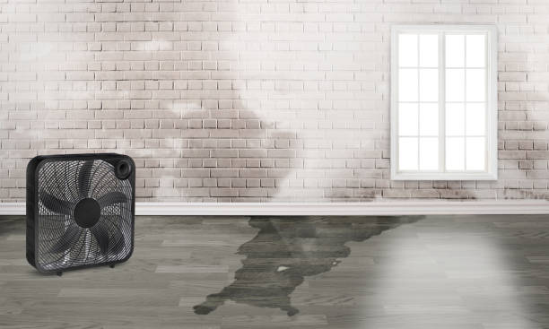Best Carpet water damage restoration  in Anchorage, KY